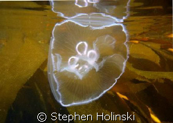 Jellyfish Closeup, near surface.  Taken while snorkling o... by Stephen Holinski 